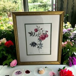 Vintage Pierre Joseph Redoute Botanical Turnip Roses Print Matted Gold Wooden